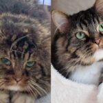 After Years Outside Gentle Tom Cat Stumbled Upon Person Who Let Him In and Showed Him Good Life
