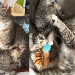 They Went to Save a Kitten but Found His Mother Cat and Couldn't Leave Her Behind