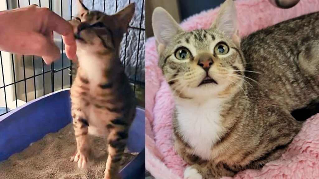 Kitten Shows Up in Front Yard