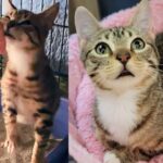 Kitten Shows Up in Front Yard, Hoping for Food, But Ends Up Getting More Than He Expected