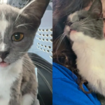 Woman Spots Kitten As She Pulls Up to Her House, the Young Cat Comes Right Over, Asking to Be Let in