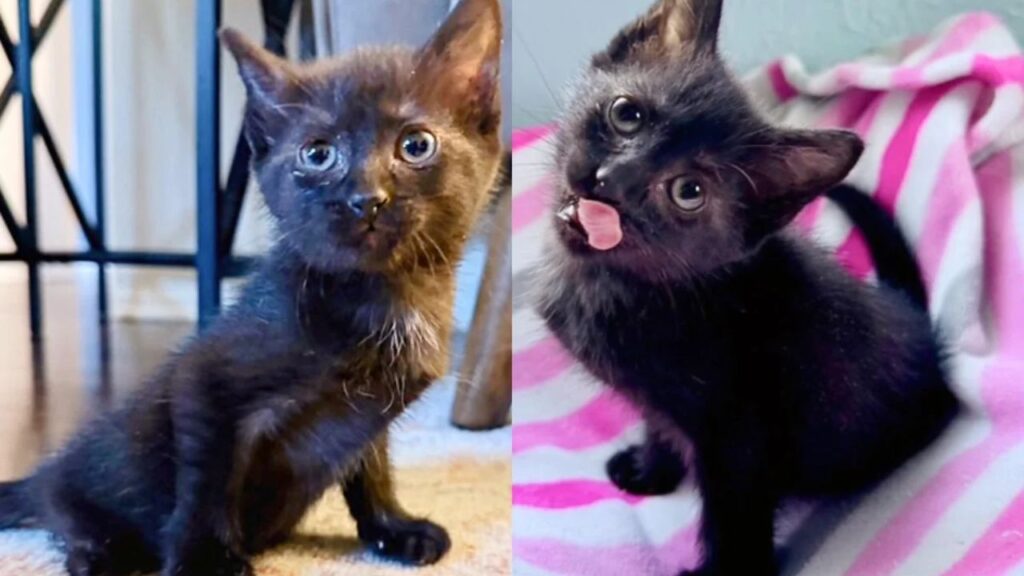 Kind Person Notices Kitten