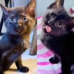 Kind Person Notices Kitten on Their Way to School and Quickly Realizes How Special the Cat is