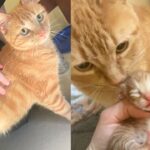 Cat Had Nowhere to Settle Until Neighbors Saw Her, Now She Has Two Kittens and New Chapter