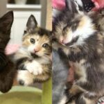 Woman Hears Her Lawn Mower 'Meowing,' Turns Out There Are Many Kittens in Need of Help