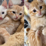 They Find Kitten Outside and Never Stop Looking for His Cat Siblings So They Can Be Reunited