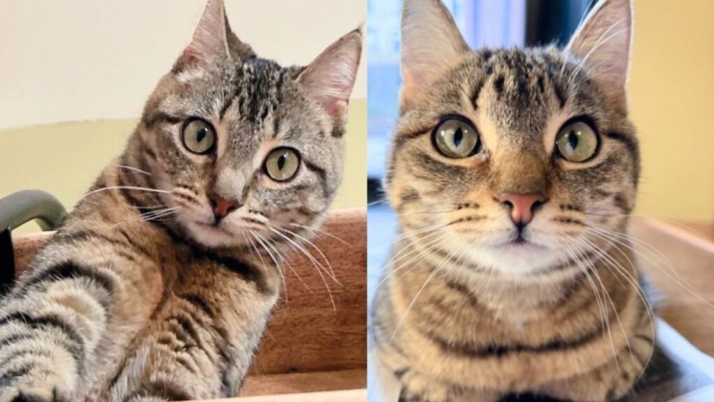 Kitten Hiding Under Stairs