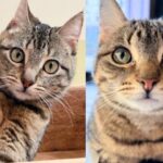 Kitten Hiding Under Stairs Comes Out at the Sound of a Can Being Opened and Finds Right Person for Help