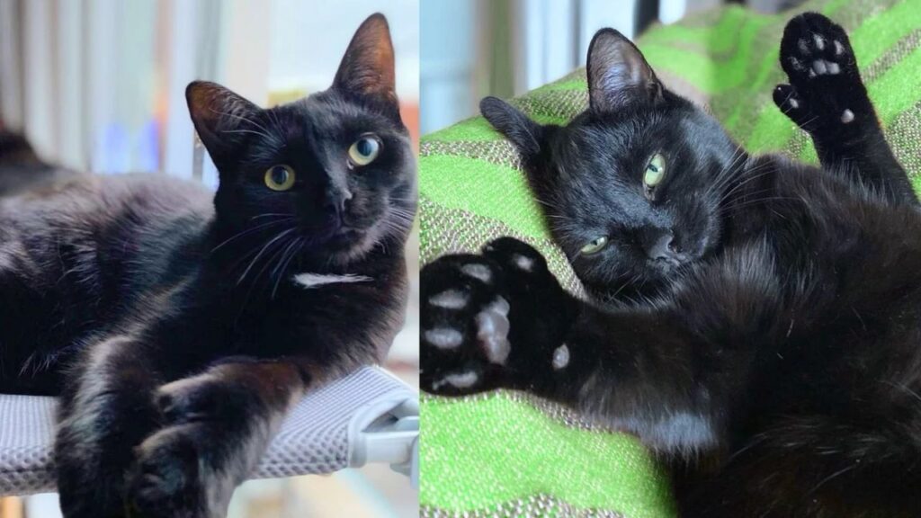 Kitten Followed Other Cats