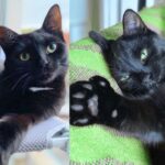 Kitten Followed Other Cats to House, Once Indoors, He Turned into Happy Little 'Retriever'