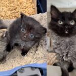 Woman Went to Help Tiny Shelter Kitten, Only to Discover She Had a Bigger Sister, and Couldn't Separate Them