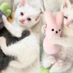 They Take in Kittens Needing Help and Watch the Young Cats Bond in Ways that Charm Everyone