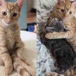 Cat Takes in a Kitten Who is Bigger Than Her Own, Turns Out the Little Guy Has So Much to Give