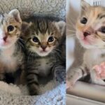 They Offer to Take in Lonely Shelter Kitten, But When 2 More Arrive, They Know They Have to Help Them too