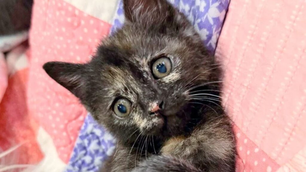 Discover How Incredibly Rare