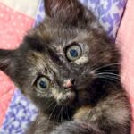 They Discover How Incredibly Rare this Tortie Kitten is After Saving the Little One with Another Cat