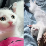 Man Finds Young Cat Alone in Parking Lot and Helps Give Her the Life She Deserves