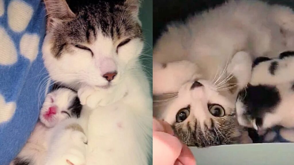 Cat Comes to the Right Place