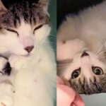 Cat Comes to the Right Place for a Meal, Leading to a New Beginning for Her and Three Kittens