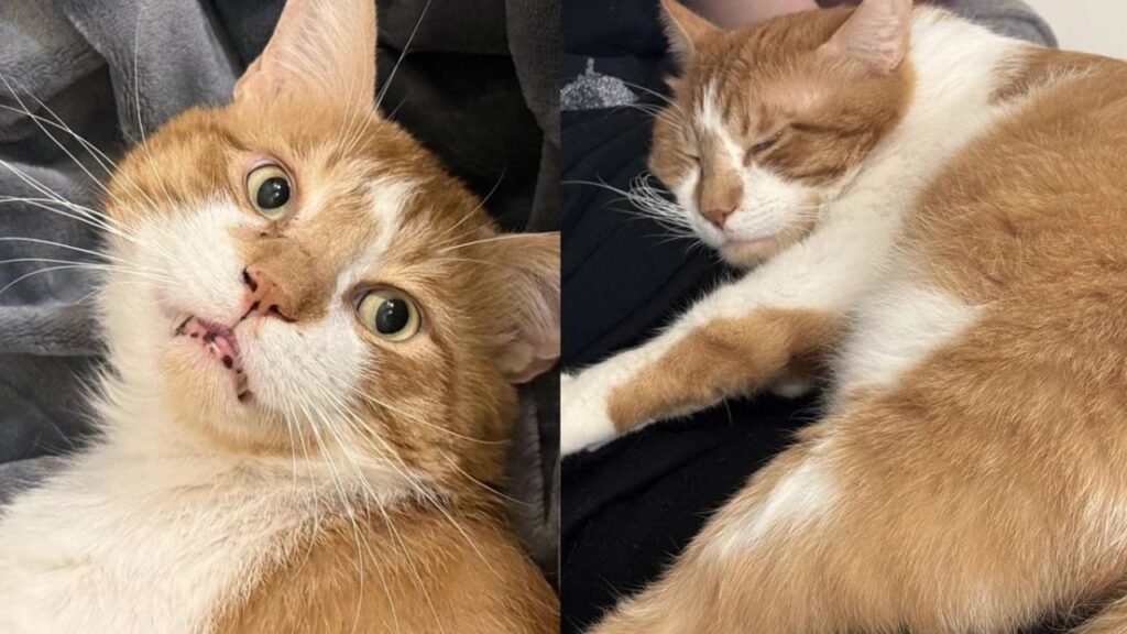 Cat Once Left Out on the Streets