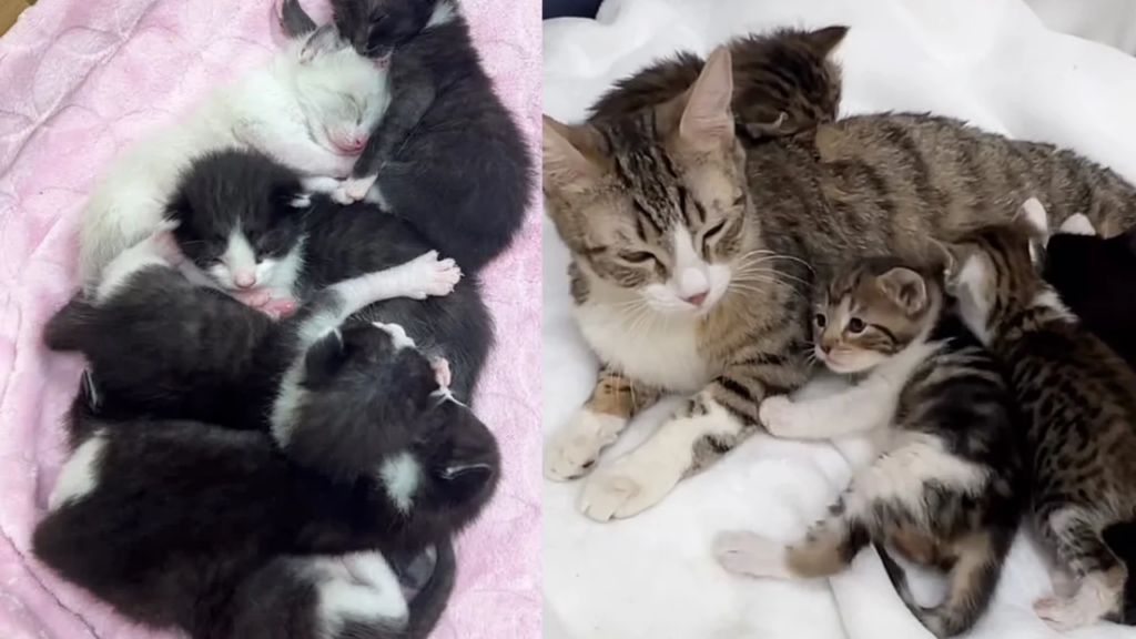 Two Cats with 11 Kittens