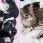Two Cats with 11 Kittens Found in Underground Tunnels Now Have New Start in Life