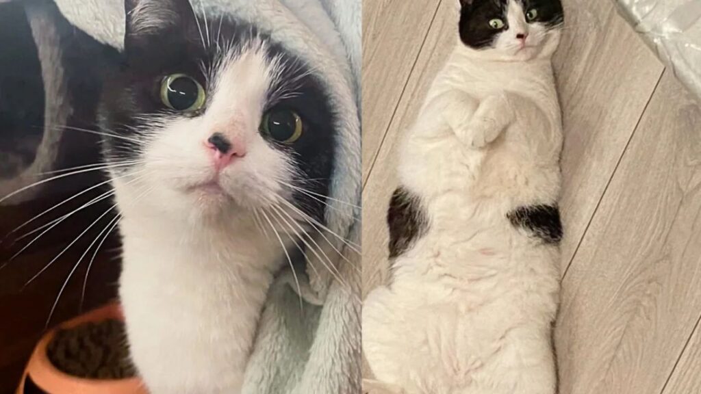 Cat Spotted with Kitten