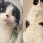 Cat Spotted with Kitten by Park Bench, Once Brought Inside She Shows Whole New Quirky Side of Herself