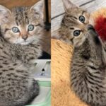 Man Followed Meows to Nearby Basement and Came Out with Tiny Kitten in His Arms