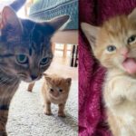 Woman Opens Her Home to Cat and Her Only Kitten, Their World Transforms in Most Heartwarming Way