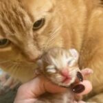Cat Had Nowhere to Settle Until Neighbors Saw Her, Now She Has Two Kittens and New Chapter
