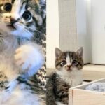 Two Small Cats Show Up in Parking Lot, Keeping Each Other Close the Entire Time Until Help Arrives