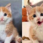 Kitten Rejected by a Cat is Accepted by Others, Rocking Life with One Back Paw, Charming Everyone She Meets