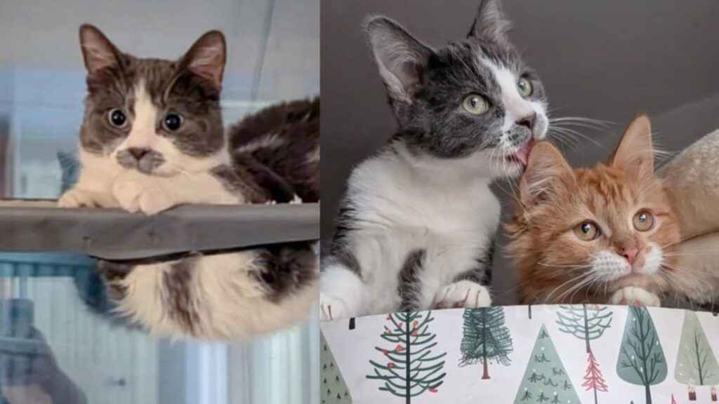 Kitten, Hard of Hearing,