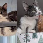 Kitten, Hard of Hearing, Decides to Follow Hearing Cat Everywhere, Even Showing Him Courage Along the Way