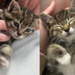 They Hear Sound of Cat in Drive-through and Find Little Kitten in the Lane, That Day Her Life Forever Changed