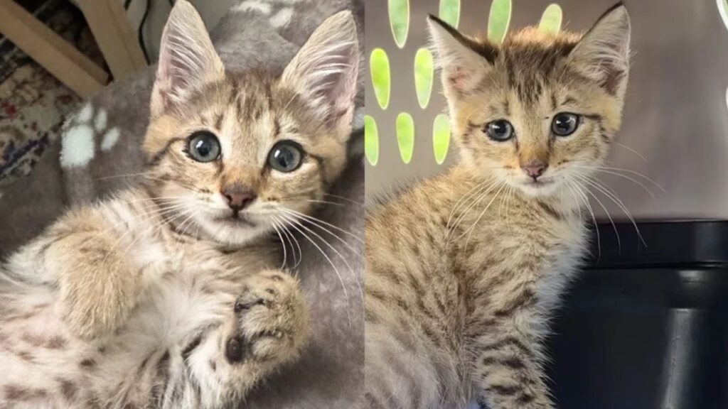 Kitten Found Himself in a Drain Unable to Get Out, Many Came Together to Help the Young Cat