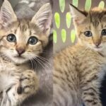 Kitten Found Himself in a Drain Unable to Get Out, Many Came Together to Help the Young Cat