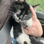 Cat Went into Kind Person's Car and Acted Like She Belonged There, Ready to Turn Her Life Around