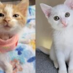 Kitten Found Hiding on Car Tire Truly Thrives When She Meets 3-legged Cat that Needs Her