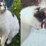 Cat Waits in Park, 'Trimming' the Lawn and Hoping People Find Him and Recognize His Greatness