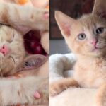 Kitten Wobbles His Way to Find Help, Once Inside He Shows Everyone What He Can Do as Determined Little Cat