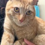 Cat Left Out on the Streets Found His Way into Shelter, Determined to be Someone's One and Only