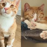 Cat Who Started Life Near Subway Tracks Discovers Comfort of a Home, Transforming His Entire World