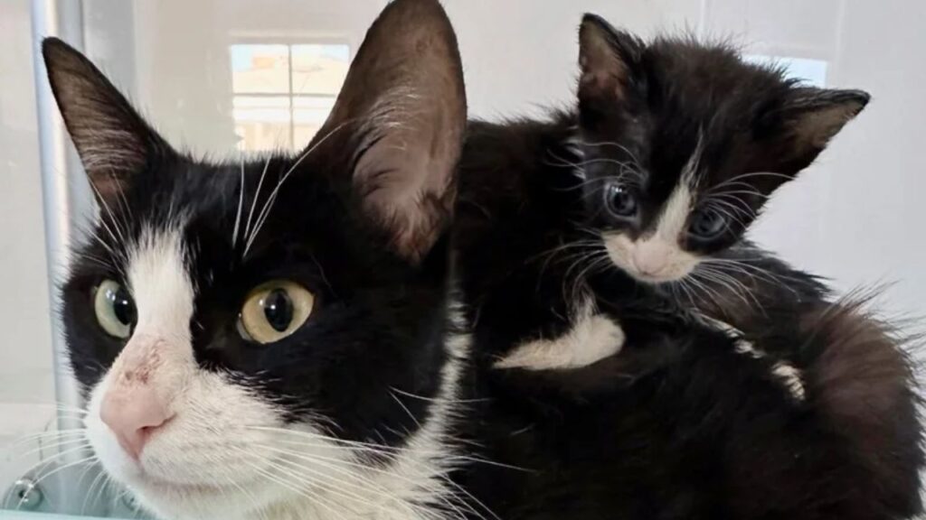 Made Room for Cat and Eight