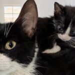 They Made Room for Cat and Eight Kittens, Getting Them Out of Shelter and Giving Them a Fresh Start