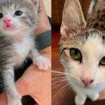 While Woman Fosters Two Tiny Kittens, This Cat Offers to Help in Unexpectedly Adorable Way