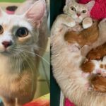 Cat Arrives at Doorstep, Starts Delivering Kittens, Minutes After Being Inside, Her True Self Comes to Life