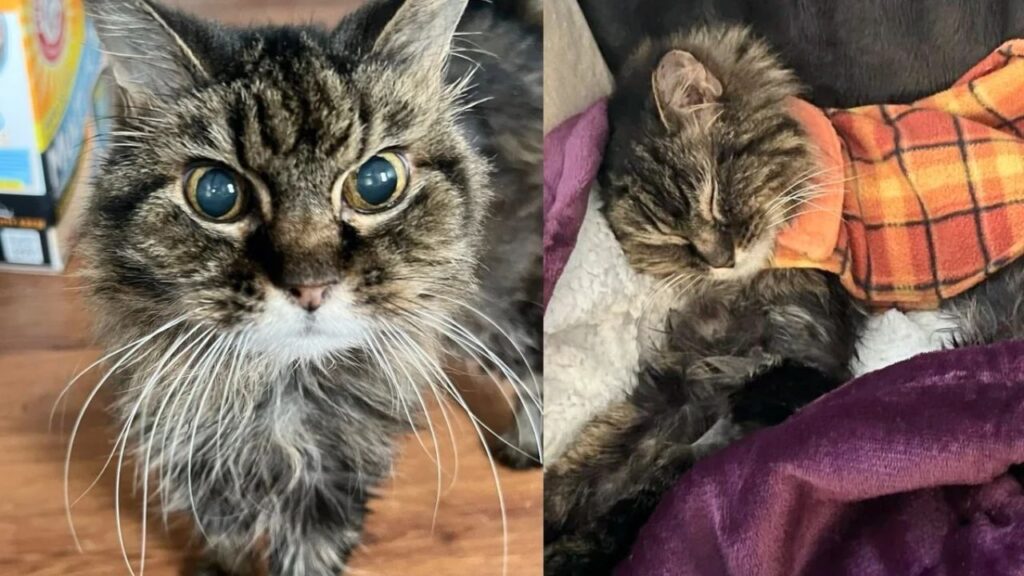 When They Hear About 'Grandma'