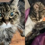 When They Hear About 'Grandma' Cat at Shelter, They Jump into Action, Giving Her What She Always Wanted